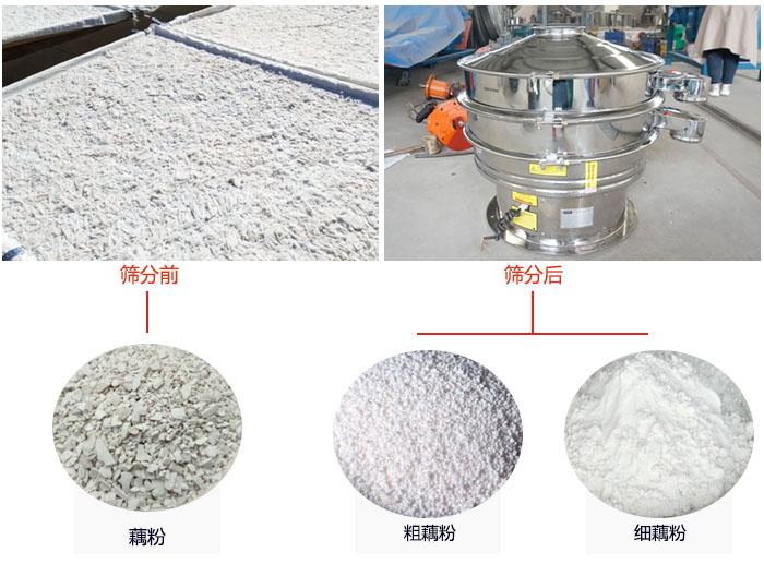 蓮藕淀粉曬干，采用304不銹鋼材質(zhì)藕粉振動篩篩分后前后對比效果圖展示。